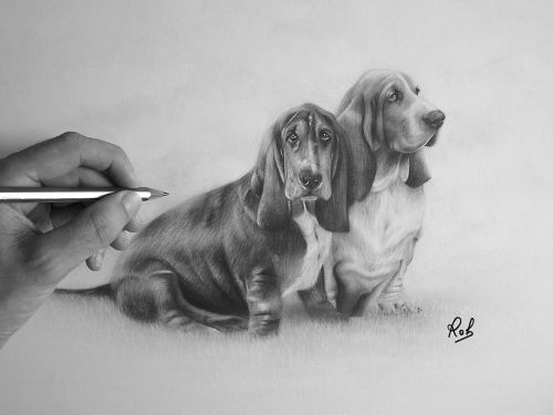 rob   basset hounds  roberto matteazzi art