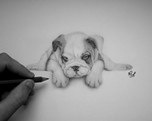 rob   english bulldog  roberto matteazzi art