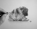 rob   shar pei  roberto matteazzi art